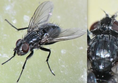 Réf. 347 355 : Phyto melanocephala